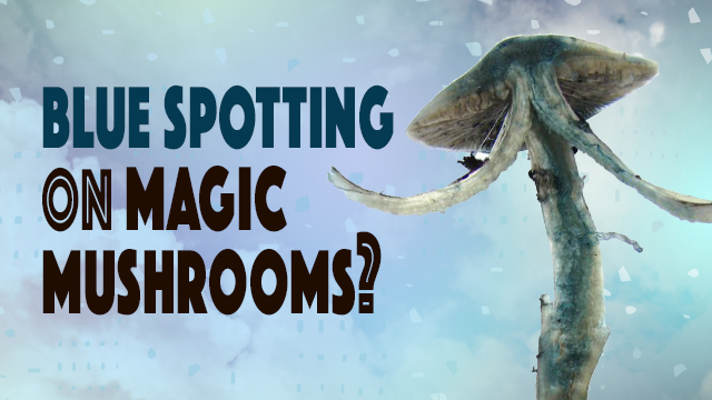 blue spotting magic mushrooms