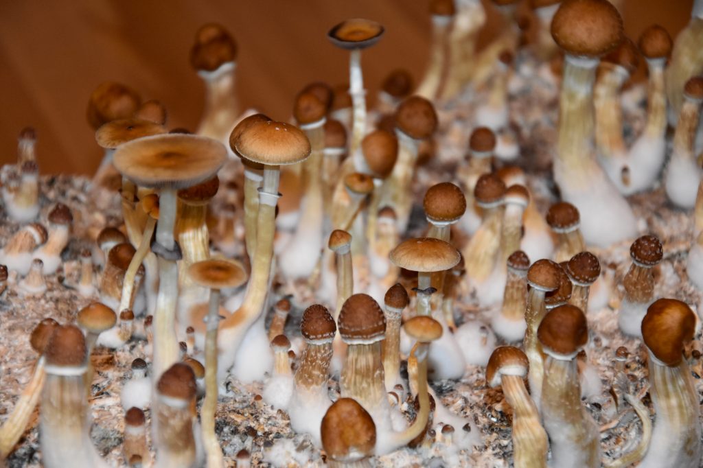 microdosing mushrooms for migraines